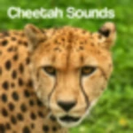 cheetah sounds android application logo